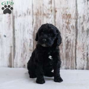 Holly, Mini Labradoodle Puppy